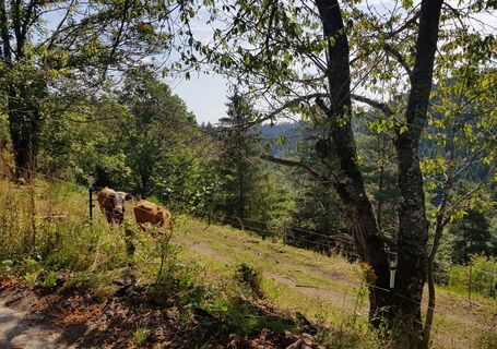 Schöngrund