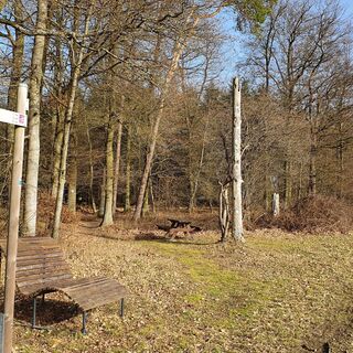 Spiegelbaum