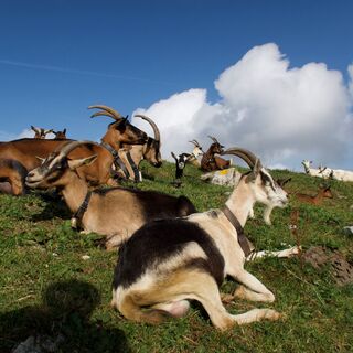 Ziegel bei Birehütte - Spaziergang Gantrischseeli