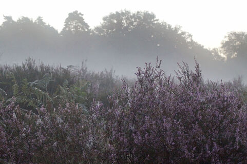 Morgenstimmung