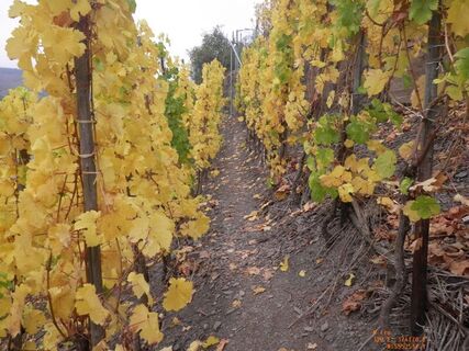 Pfad durch die Weinberge zwischen Beilstein und Bruttig-Fankel