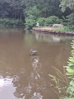 Photo de Wiffwagener le long du parcours