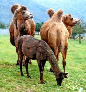 Rauch Zoo, Freudenberg