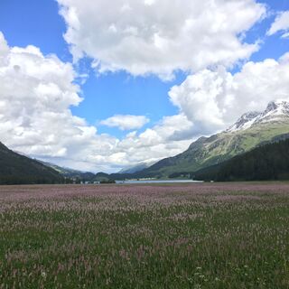 Bergfrühling am Silvaplanersee