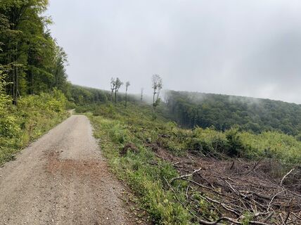 Purkersdorf, Niederösterreich/Österreich