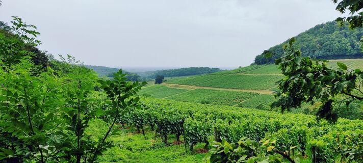 Fotografija s spletne strani Gie van den eeckhaut na poti