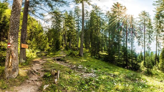Der Weg der guten Wünsche ist ein wunderschön angelegter Themenwanderweg in Flachau. Für den Rundweg sollte man 3,5 bis 4 Stunden an Gehzeit veranschlagen. Entlang des Weges findet man viele wunderschöne, aussichtreiche Logenplätze und gute Wünsche. Am Bild zu sehen ist eine wunderschöne Waldpassage entlang der Route.