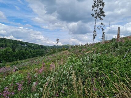 Waldversuchsfläche an der Route der Nachhaltigkeit (c) Naturparkt Diemelsee.jpg