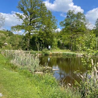 Biberteich an der Sauerland-Waldroute