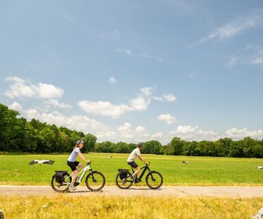 Störche in den Queichwiesen