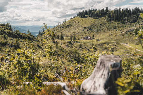 Sanfte Almflächen und naturnahe Landschaft prägen die Umgebung der Ybbstalerhütte im Gebiet des Lunzer Sees.