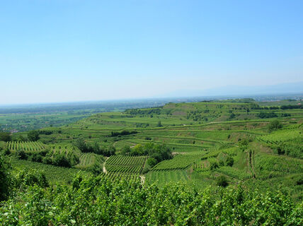 Blick vom Blankenhornsberg in Richtung Rheinebene
