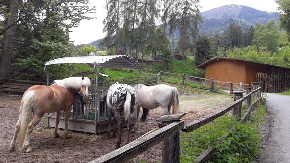 Pferdekoppel vor Hof