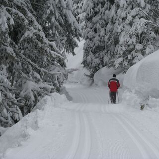entlang der Panoramaloipe