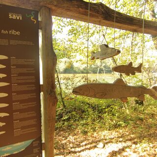 Anzeige der häufigsten Fische im Fluss Sava (The Sava River Trail)