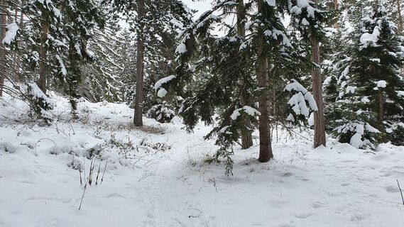 1.3 km Winterpfad