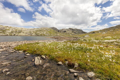 Suedtirol, oberhalb Algund, Spronser Seen Wandergebiet, Texelgruppe, Langsee, Wollgras,