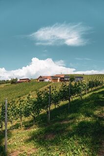 Aussicht mit Weingarte
