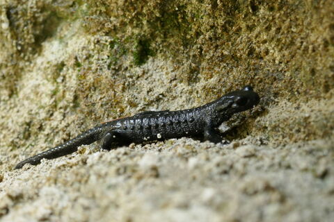 ein kleiner Alpensalamander
