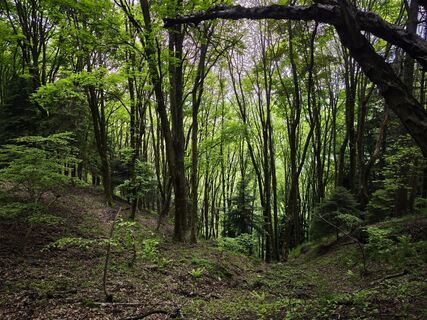 Fotografija s spletne strani Stefano Fabi na poti