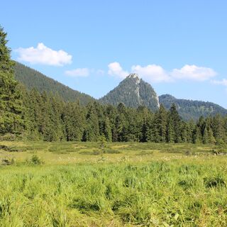 Hochmoor Schwarzentenn