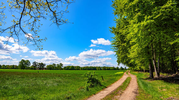Feldweg zum Forst Buhlen des NORDPFADES Federlohmühlen