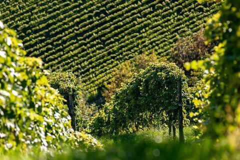 Landschaft Gamlitz
