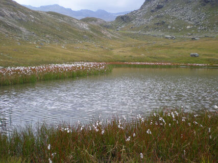 Der Alpenteich und die Bergflora