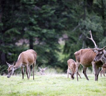 Schwarzwald Rotwild