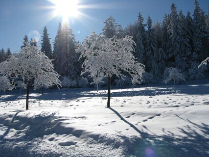 Naturpark Hohe Wand Winterwanderung Tierische Begegnungen