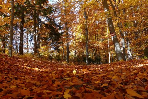 Wald im Herbst