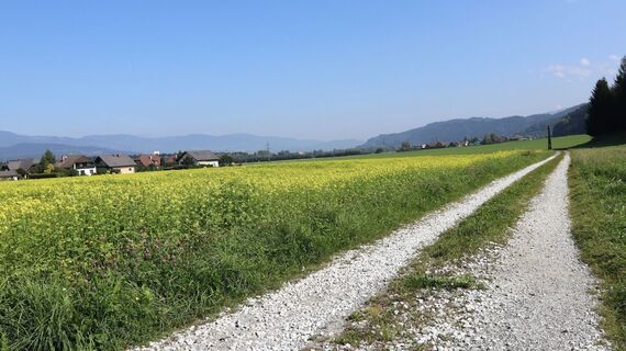 Am Waldrand entlang geht es zurück in die Großlobming
