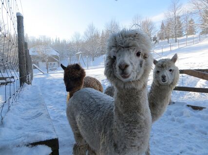 Lamas und Alpakas