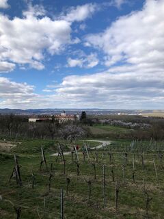 Aussicht am Marillen-Erlebnisweg in Krems-Angern