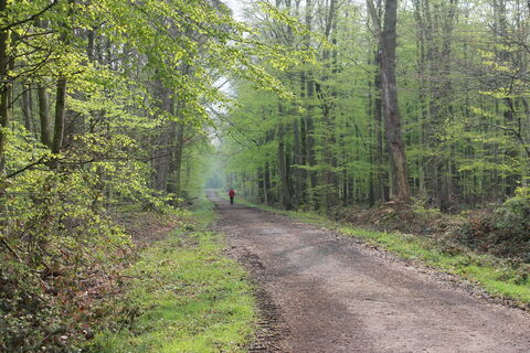 Walderlebnispfad Stoverner Wald in Salzbergen