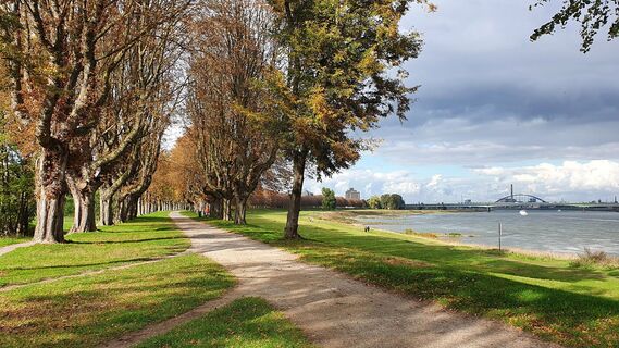 NE Rheinpark-Kastanienallee-am-Rhein c Steffi Lorbeer + Rhein-Kreis Neuss.jpg