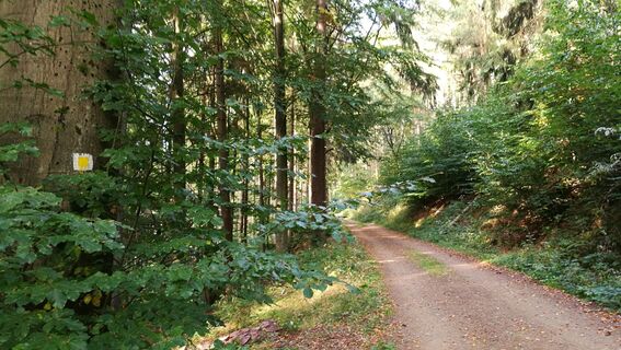 Von Friedrichroda zum großen Inselsberg