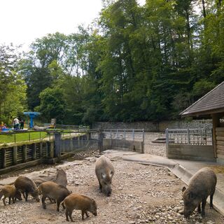 Roggenhausen, Wildschweingehege