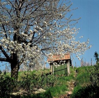 Bergstrasse Weinberge bei Heppenheim Foto Maria Zimmermann