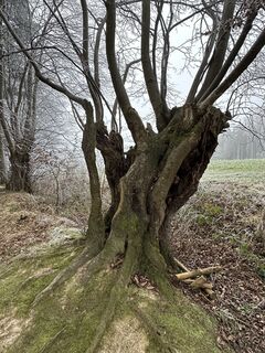 Fotografia z Babs Holz na trase