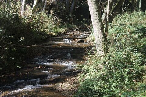 Zachbach im Zachgraben