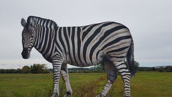 Zebra in den Schwalmwiesen