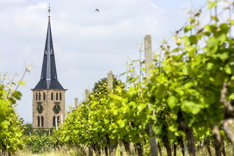 Weinberge in Talheim mit der Kirche im Hintergrund | Talheim | HeilbronnerLand