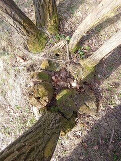 Foto von DADA entlang der Tour