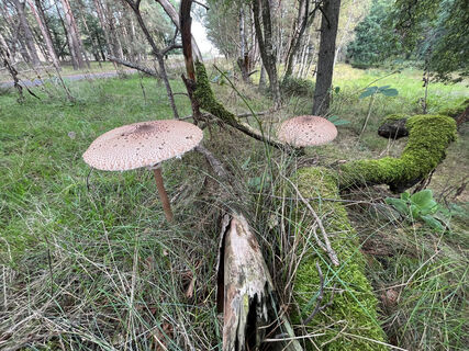 Pilze am Wegesrand