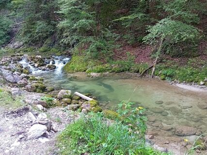 Foto von Wanderkatze entlang der Tour