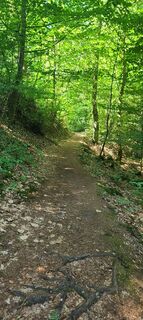 Foto de Wolf a lo largo del recorrido