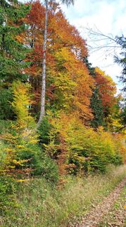 Fotografia z Gerhard Faugel na trase