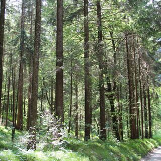 Naturpfad des Conceitales