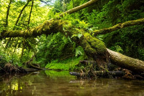Wildromantischer Wald in der Wutachschlucht